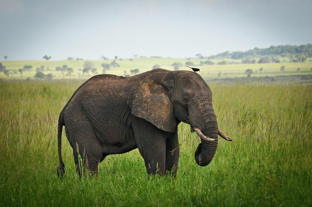 Apoka Safari Lodge Loitanit Eksteriør bilde